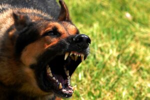 No Punitive Damages May be Awarded Against an Estate for Dog Bite Claim against Deceased Defendant